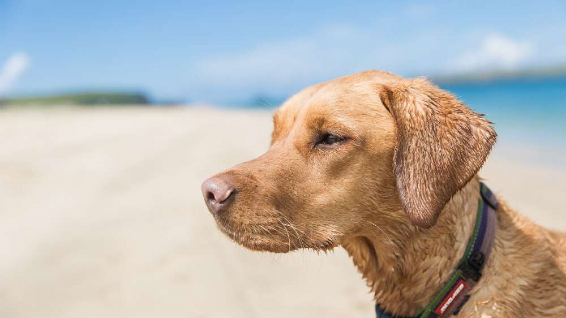 Dog Friendly Beaches...