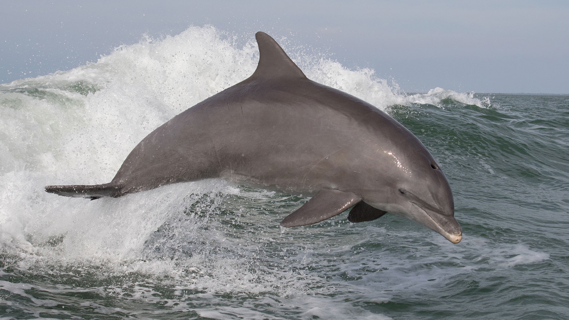An appeal to save Cornwall s Dolphins and Porpoises