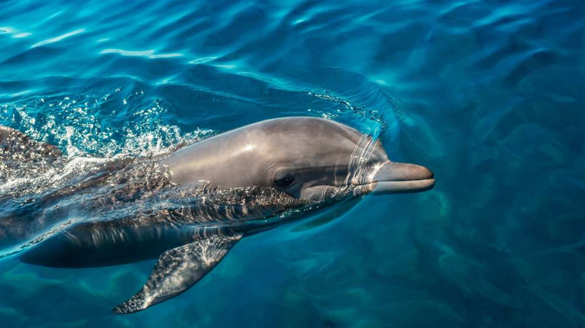 Nick The Dolphin Visits Hayle ...