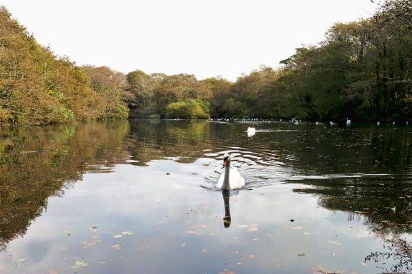 Tehidy Country Park